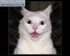 Смешные фото кошек фон для сайта Киса, покажи нам американские горки