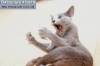 Смешные коты фото фон для сайта Виртуальные 3D игры