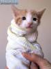 Фото котят смешные фон для сайта Шаурма из котенка