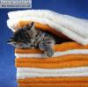Фото котят смешные фон для сайта Полосатое, мяукающее полотенце