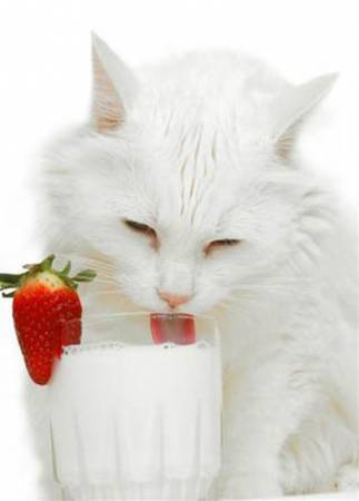 Белый кот лакает молоко из стакана