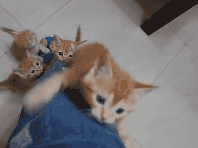 Три котенка лезут по ноге человека одетого в джинсы