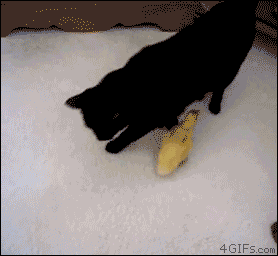 Утенок бегает за черной кошкой гифка