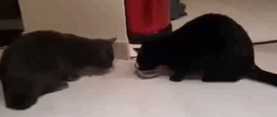Анимашка как два кота едят из одной миски