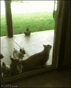Гифка как кот открывает дверь и впускает гостей