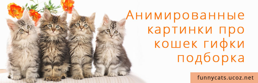 Анимированные картинки про кошек гифки подборка