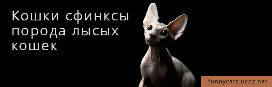 Кошки сфинксы - порода лысых кошек