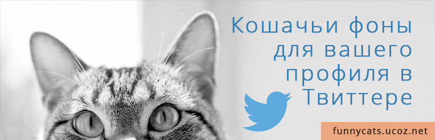 Кошачьи фоны для вашего профиля в Твиттере