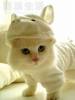 Фото Ваших кошек фон для сайта Белый костюм Пигги