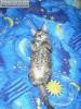 Смешные фото кошек фон для сайта Как кошка мечтала стать первым космонавтом