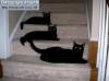 Смешные фото кошек фон для сайта Три черные кошки на ступеньках