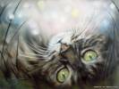 Смешные фото кошек фон для сайта Зеленоглазый полосатый кот