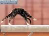 Смешные фото кошек фон для сайта Упражнения на гимнастическом бревне