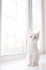 Смешные фото кошек фон для сайта Белый котенок как снежок
