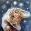 Смешные фото кошек фон для сайта Рыжий котенок смотрит в небо