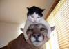 Смешные фото кошек фон для сайта Кошкины жмурки