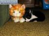 Смешные фото кошек фон для сайта Кошка спит, лев охраняет