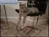 Смешные фото кошек фон для сайта Суши весла