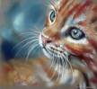 Смешные фото кошек фон для сайта Голубоглазая красная кошка