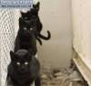 Смешные фото кошек фон для сайта Черные кошки выстроились в очередь