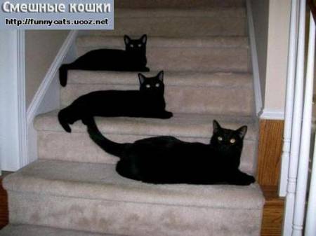 Три черные кошки на ступеньках
