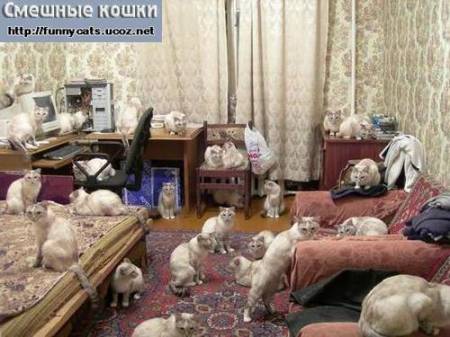 Много кошек в одной маленькой комнате