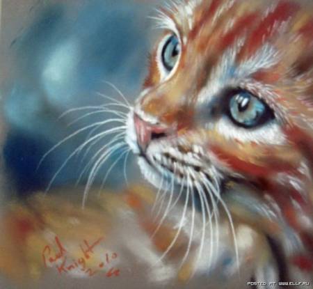 Голубоглазая красная кошка