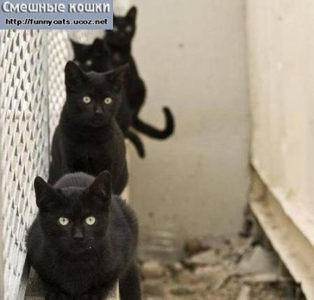 Черные кошки выстроились в очередь
