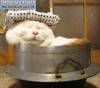 Смешные коты фото фон для сайта Кот в турецкой бане