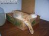 Смешные коты фото фон для сайта Сон в коробке из под окорочков буша