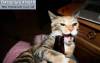 Смешные коты фото фон для сайта Пивной алкоголик