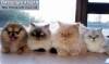 Смешные коты фото фон для сайта Три кота и маленькая собачка