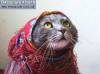Смешные коты фото фон для сайта Котэ в костюме соседки аля Марья Ивановна