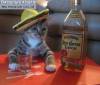 Смешные коты фото фон для сайта Дон Педро и Текила