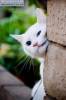 Смешные коты фото фон для сайта Белая мордашка за углом