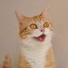 Смешные коты фото фон для сайта Рыжий кот с большими глазами