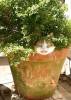 Смешные коты фото фон для сайта Кот в цветочном горшке