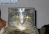 Смешные коты фото фон для сайта Водолаз Матроскин
