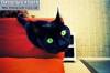 Смешные коты фото фон для сайта Зеленоглазый черный кот таращит глаза