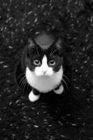 Смешные коты фото фон для сайта Большие глаза черно белого кота