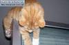 Смешные коты фото фон для сайта Рыжий кот заснул на мониторе