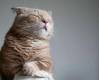 Смешные коты фото фон для сайта Медитирующий кот
