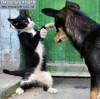 Смешные коты фото фон для сайта Кошачий бокс