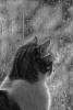 Смешные коты фото фон для сайта Кот через окно смотрит на дождь