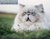 Смешные коты фото фон для сайта Голубоглазый длинношерстный альбинос
