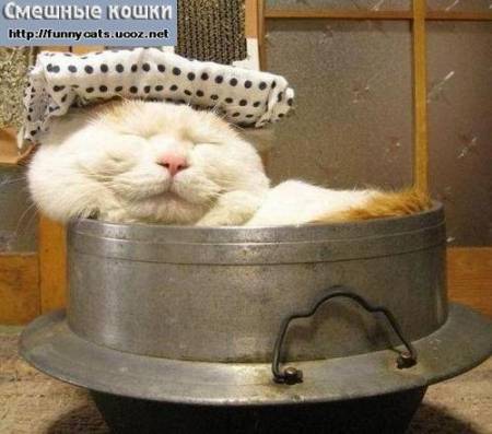 Кот в турецкой бане