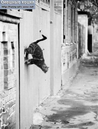 Кот ходит по стене