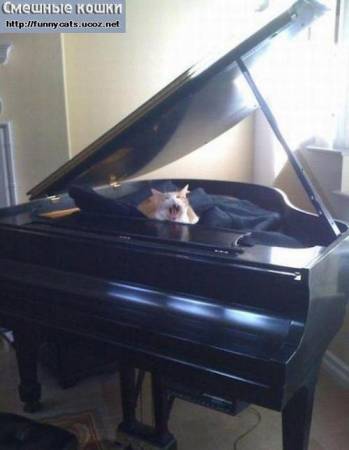 Кот живущий в рояли