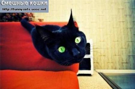 Зеленоглазый черный кот таращит глаза