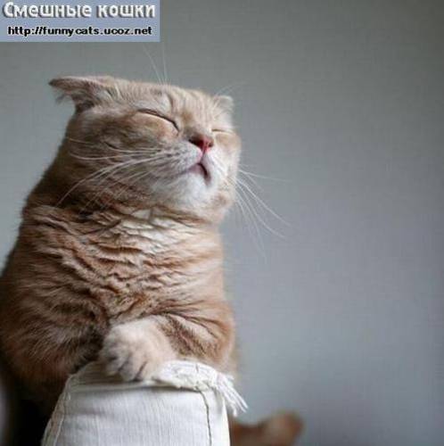 Медитирующий кот